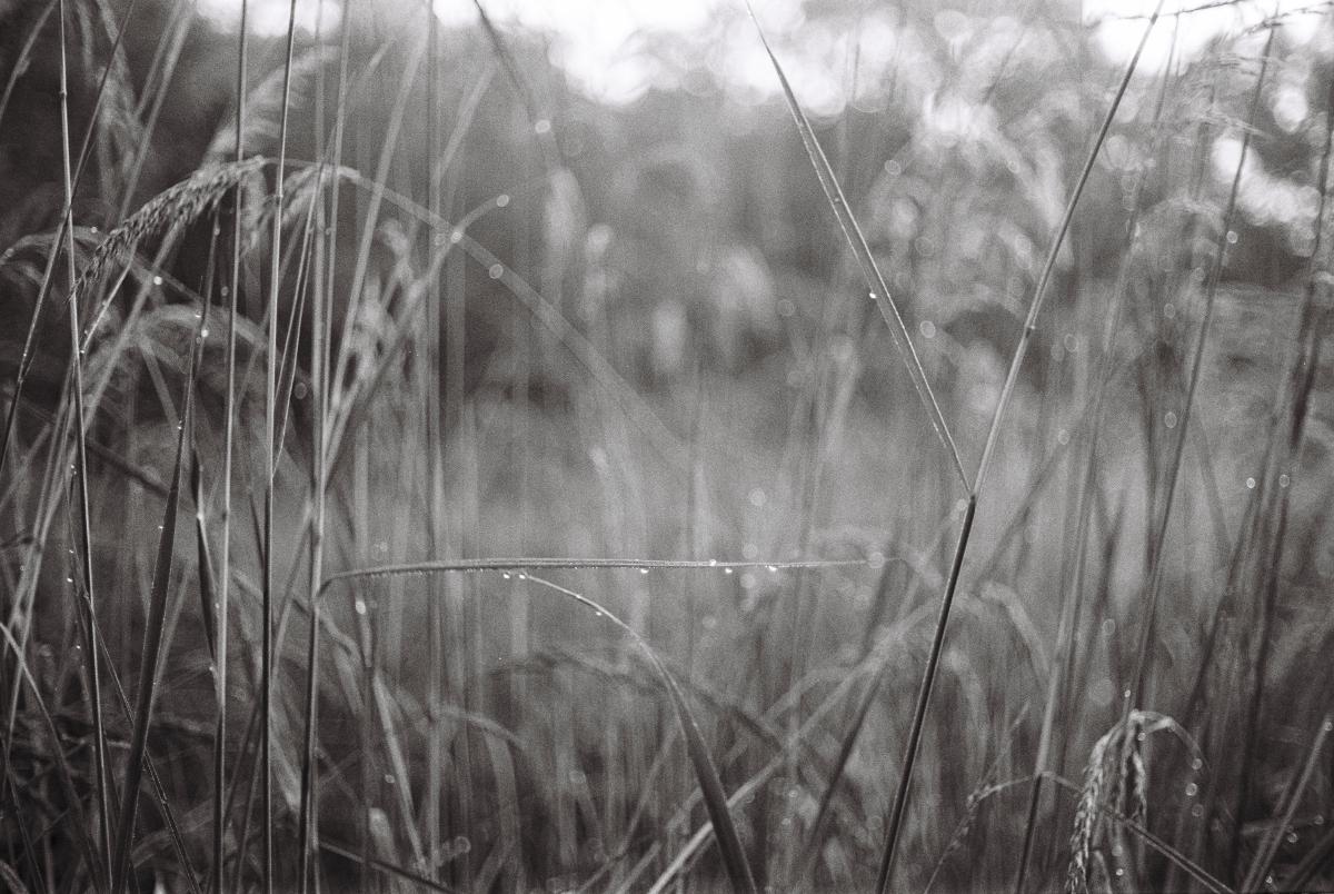 Black and white image showing a tall stalks of grass with beads of dew on them. Most stalks are vertical except one gone across the middle. A few of the stalks have seeding tops weighted down by the moisture, the background is out of focus in a pleasant blur which blown-out highlights in the sky forming some bokeh bubbles.
