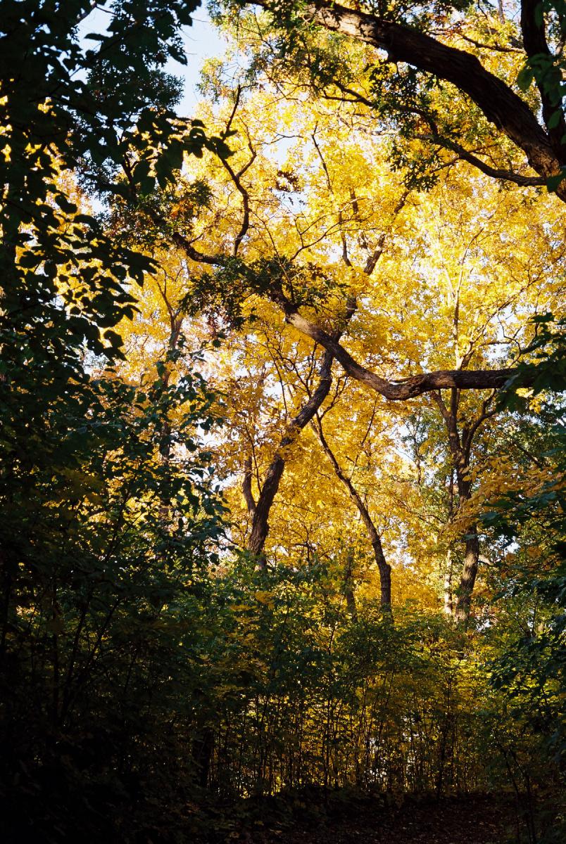 The whole frame is full of foliage and dominated by a tree with big branches covered in yellow leaves backlit by the sun and little bits of blue sky can be made out through the thicket. There's an underexposed tree with green leaves to the left and some spindly green growth near the bottom of the frame with a barely visible edge of walking path.