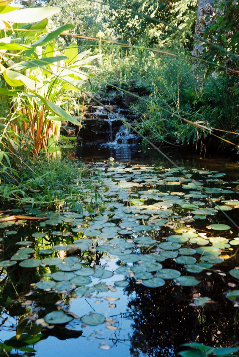A little lilypad pond with a small three step waterfall feature at the far end. The scene is brightly lit in the top left where the sun is hitting the green foliage the rest of the lush green scene is lit by reflected light and the calm pond is reflecting a bit of the blue sky above.