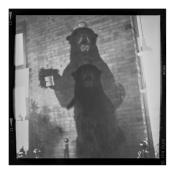 Double exposure of a taxidermy bear in front of a brick wall with bright windows on both sides. There appears to be another smaller bear in the chest of the bigger bear which can be seen holding a coffee cup.