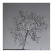 A black and white photo of a lone tree against a completely blank sky with a sliver of ground showing in the bottom. The free fills most of the frame, it has a dark trunk but very light colored branches jutting out in every direction with sparse fall leaves still clinging on.