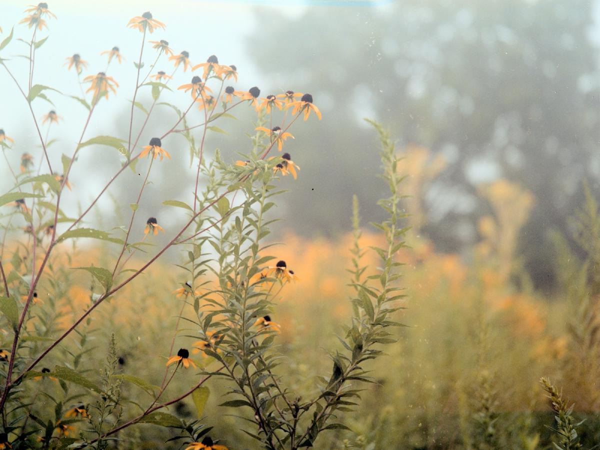 Close-up photo of a couple branches of black-eyed susan stems in focus with more of the yellow flowers out of focus in the background. There is fog in the air that is also separating the background in addition to the shallow depth of field.