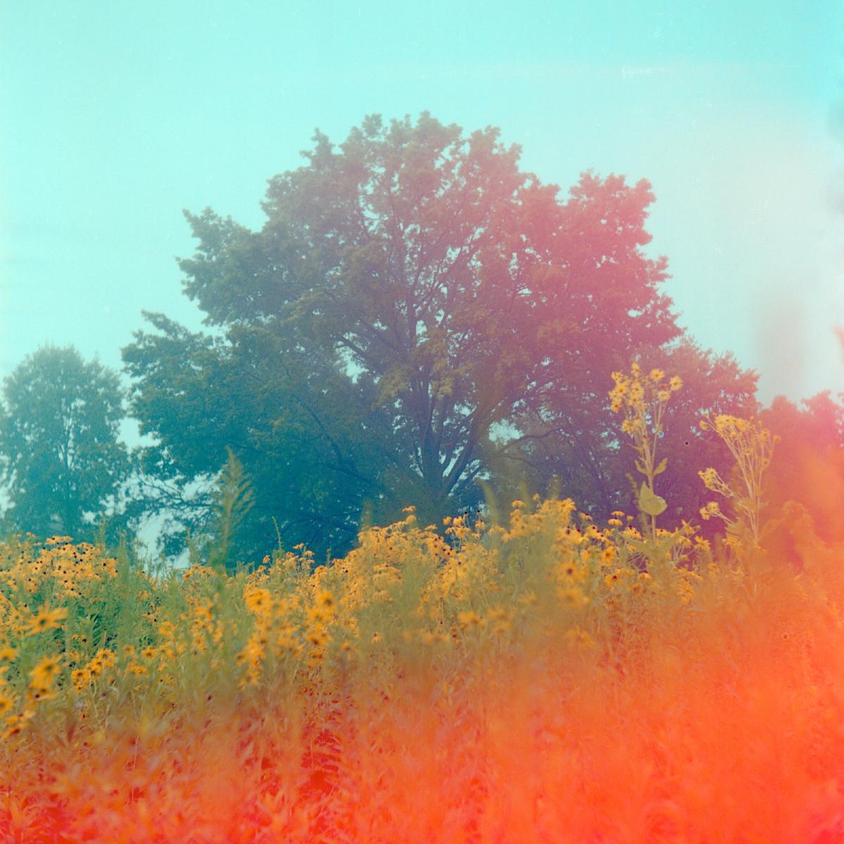 Photo of a large green tree behind a field of yellow black-eyed susan flowers in full bloom, the foreground is a bright red-orange light bleed emanating from the bottom right almost making the field look like it's on fire.