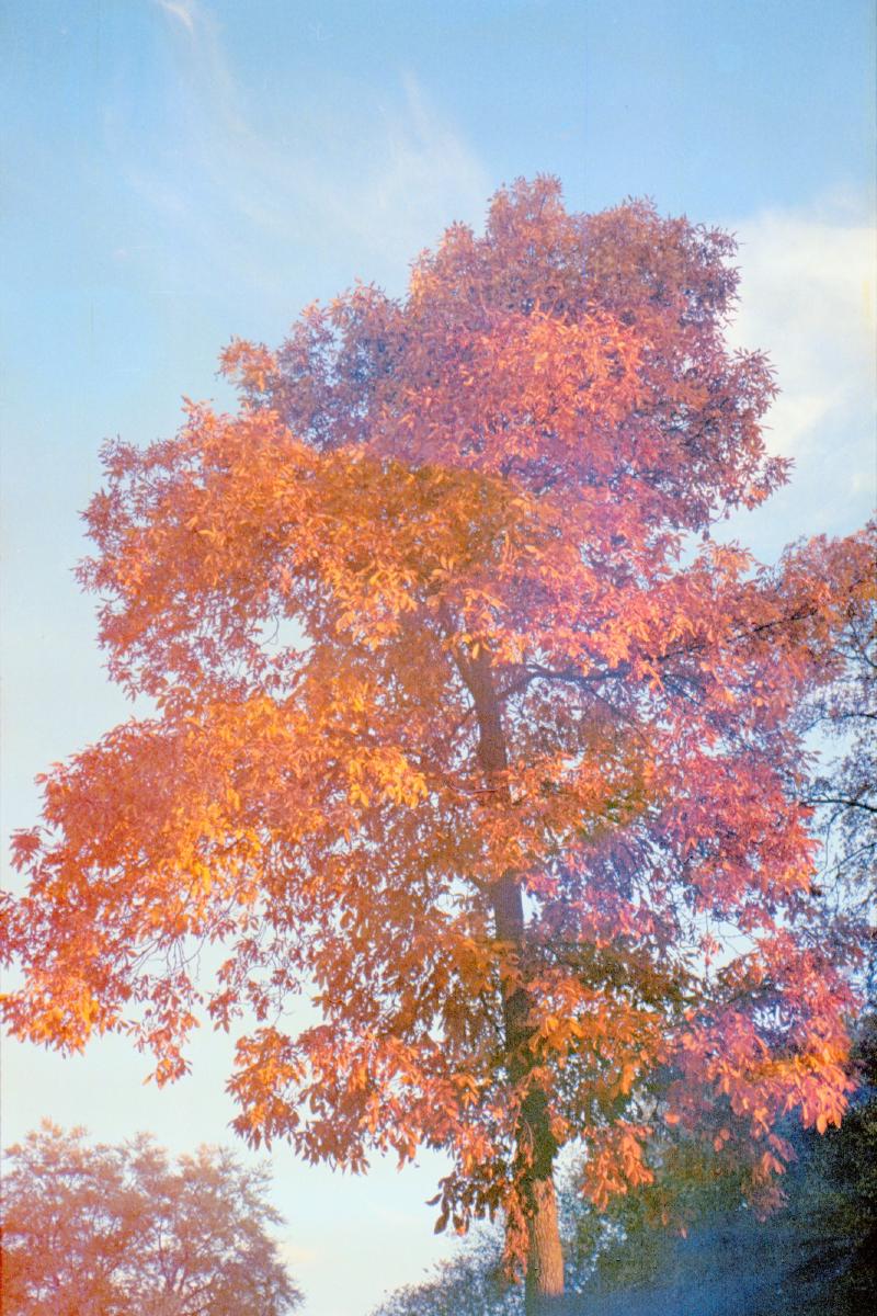 Color photo of a large maple tree in full orange Fall colors with the evening sun setting the whole tree on fire. The colors are a bit muted/dreamy due to it being a film photo scanned on a not very sharp scanner.