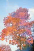 Color photo of a large maple tree in full orange Fall colors with the evening sun setting the whole tree on fire. The colors are a bit muted/dreamy due to it being a film photo scanned on a not very sharp scanner.