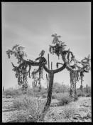 Black and white photo of a Jumping cholla / Hanging chain cholla with small shrubs scattered about and some other cacti in the background. The cactus has a trunk with two arms spreading out with other branches come off. On the left arm, there's almost a rag doll shaped growth sitting on the branch.