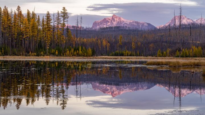 Howe Lake in Glacier National Park reflecting the yellow larch and pink alpine glow of sunset kissing the top of the snow-capped peaks on a perfectly still mirror surface