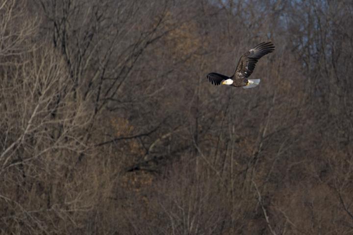 A bald eagle is gliding against a backdrop of leafless trees. The eagle's wings are out stretched and the head is in almost profile view and well lit