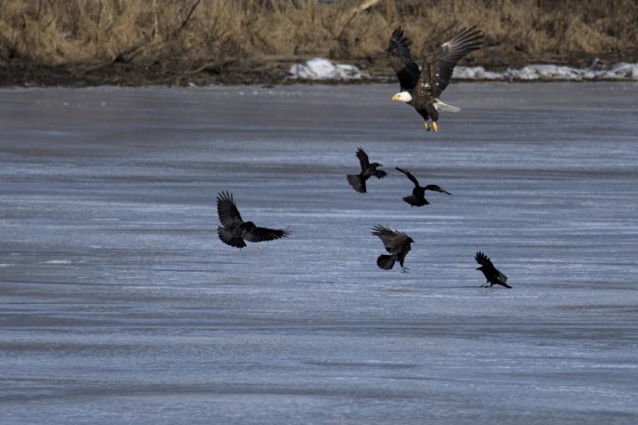 A bald eagle is swooping down over a frozen body of water and has its wings out stretched and talons forward. Several blackbirds are scattering due to the arrival of the eagle captured in various poses of flight tyring to vacate the area.