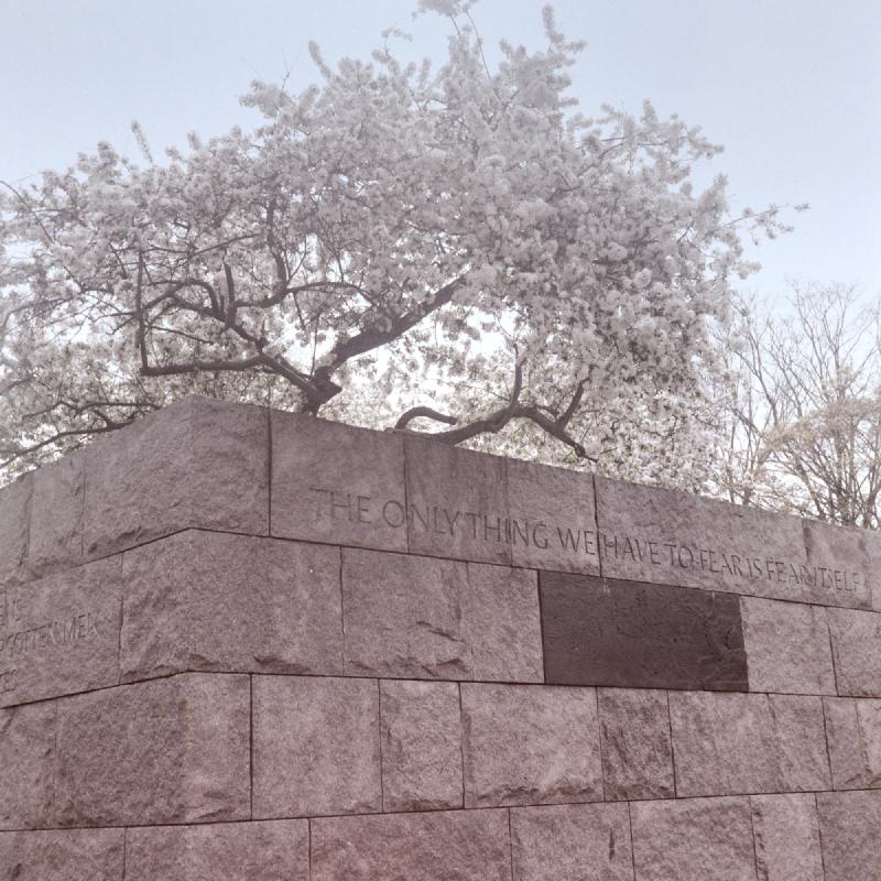 Color photo of a rust colored wall built of heavy stones taken at an angle where the top row of stones have the words 'THE ONLY THING WE HAVE TO FEAR IS FEAR ITSELF' carved into them. Above the tree rises a cherry tree full of white blossoms in a soft pastel color pallete contrasting the hard edges of the stone.