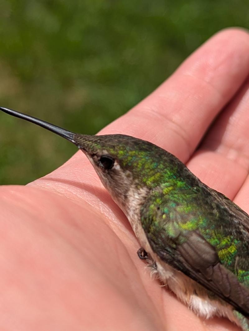 A beautiful iridescent green hummingbird in the open palm of a light brown hand under bright sunshine, green grass in the background.