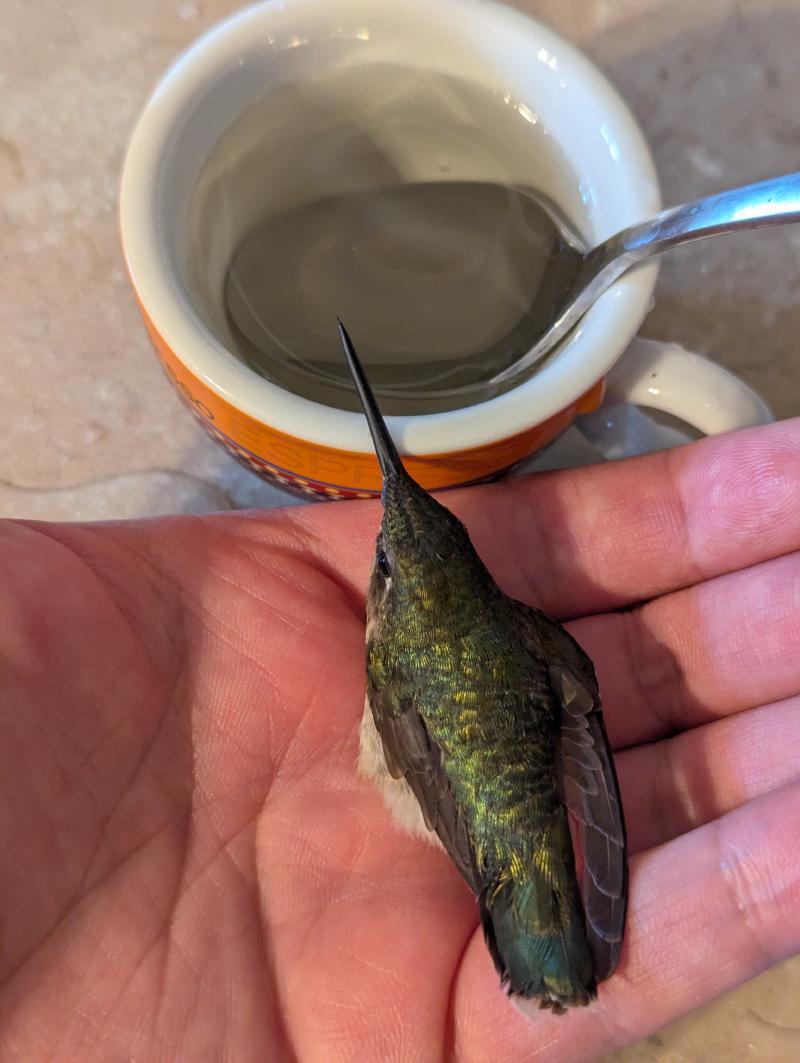 A tiny green hummingbird is sitting in the open palm of a light brown hand looking into an espresso cup with a spoon sticking out of it.
