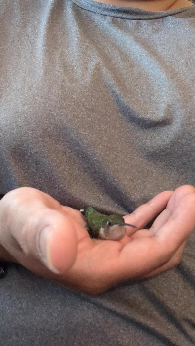 Tiny green hummingbird sitting on the open palm of a lightbrown hand against the chest of a person wearing a gray shirt.