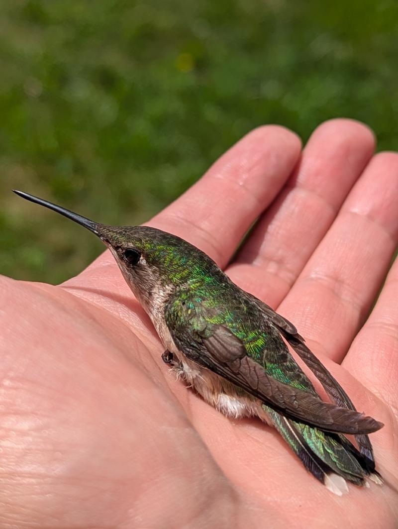 Same as before but more zoomed out. Copied description below. A beautiful iridescent green hummingbird in the open palm of a light brown hand under bright sunshine, green grass in the background.