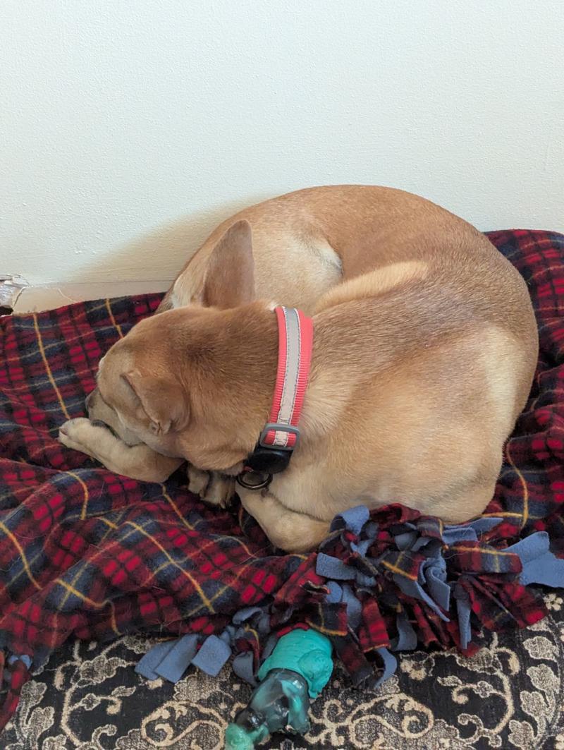A yellow brown dog is curled into a tight ball and sleeping on top of a plaid fleece blanket.