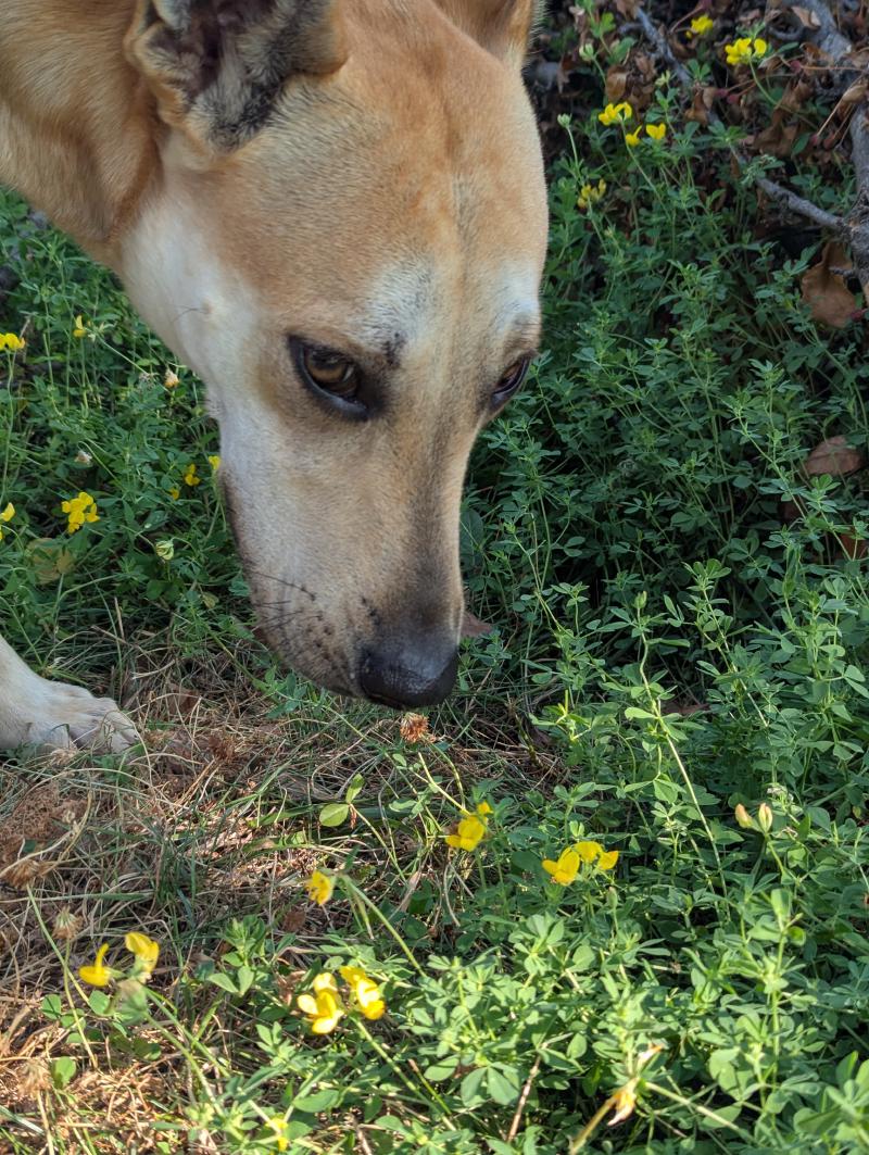 Same dog calmly smelling grass and tiny yellow flowers.