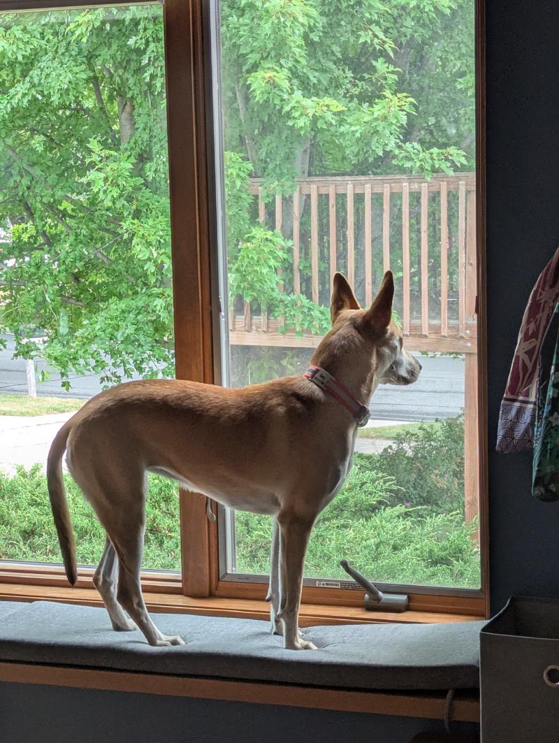 A brown yellow dog who looks like a dingo in profile with giant antenna ears looks out the window standing on a window bench.