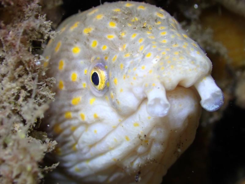 An extreme close up for a sharp tail eel which has this goofy nostrils and a single eye visible, cute and derpy expression