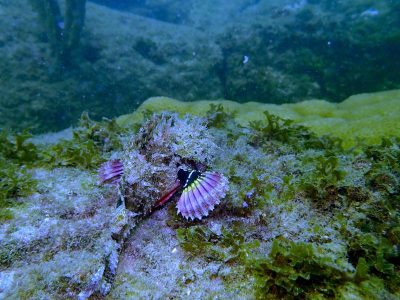 A scorpion fish is sitting on a reef and would be totally blending in except it is showing the underside of its fins which is very colorful bands of yellow, black, and pink.