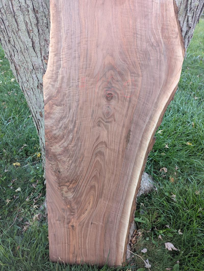 A walnut slab leaned up against a tree in a grassy yard. The slab has a lot of interesting grain/figure, beautiful swoops and swirls.